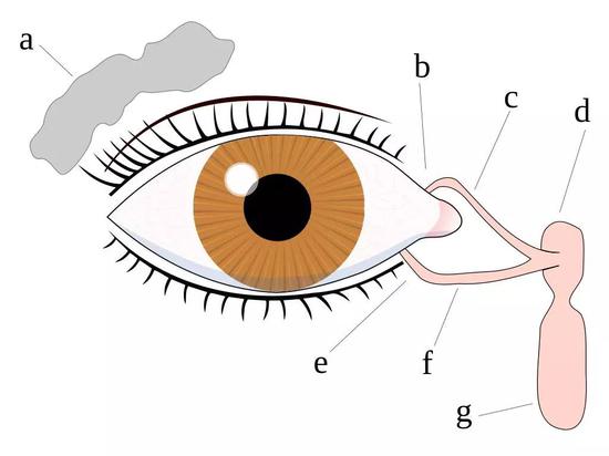 a ：淚腺、 b：上淚點(diǎn) 、c：上淚道、 d：淚囊 、e： 下淚點(diǎn) 、f ： 下淚道 、g ： 鼻淚管