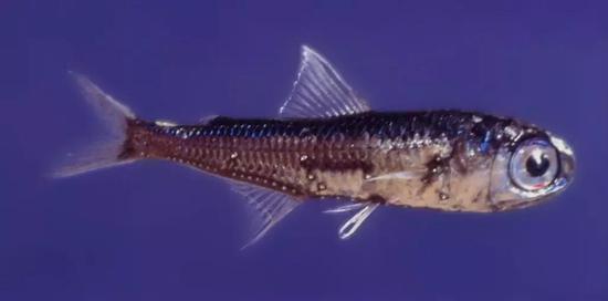王企鵝的食物來源之一，燈籠魚。圖片來源：wikipedia