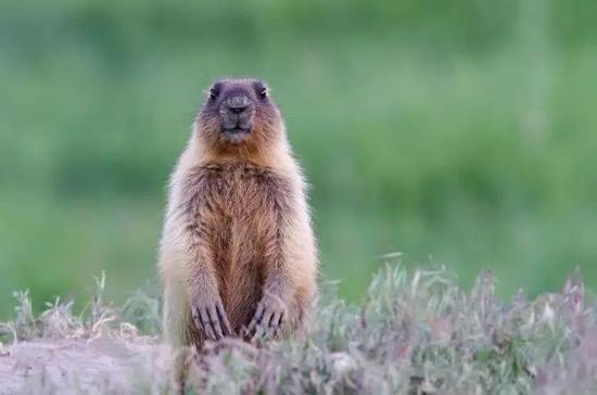 圖5。旱獺（土撥鼠）本照片為西伯利亞旱獺Marmota sibiricu，分布內蒙古及俄羅斯、蒙古（圖片來源：Veer圖庫）
