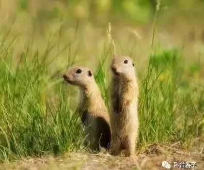 圖7。達烏爾黃鼠Spermophilus dauricus（圖片來源：搜狗圖片）