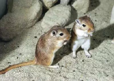 圖8。 長爪沙鼠Meriones unguiculatus（圖片來源：搜狗圖片）