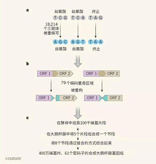 圖1|重編碼基因組的設計與構建。a.Fredens等人對大腸桿菌基因組的3個堿基三聯(lián)體（密碼子）進行了重編寫，將編碼絲氨酸的TCG和TCA和代表蛋白編碼序列終止的終止密碼子TAG替換成具有相同功能的密碼子AGC、AGT和TAA。