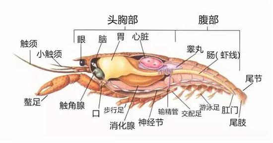 圖片來自http://imgarcade.com/1/crawfish-internal-anatomy，經(jīng)作者加工