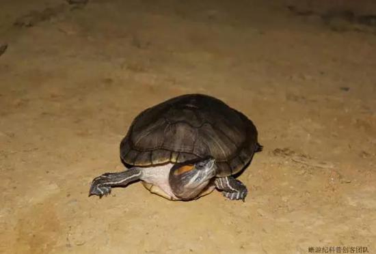 逃逸到大圍山國(guó)家自然保護(hù)區(qū)的紅耳龜Trachemys scripta elegans