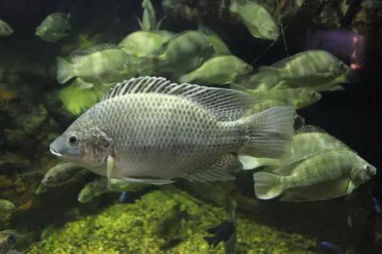羅非魚(yú)Oreochromis mossambicus（源自維基百科）