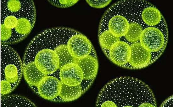 微藻的形態(tài) （圖片來源：www.bioindustry.cn）
