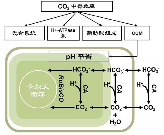 CCM機制圖 （圖片來源：中科院青島生物能源與過程研究所單細胞中心）