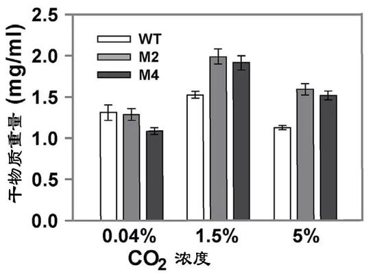 野生菌株和改造藻株在高CO2（5%濃度）環(huán)境下生物質(zhì)產(chǎn)量（WT：野生菌株；M2和M4改造藻株）（圖片來源：中科院青島生物能源與過程研究所單細胞中心）