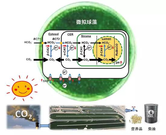 微擬球藻逆進化調(diào)控機制圖（圖片來源：中科院青島生物能源與過程研究所單細胞中心）