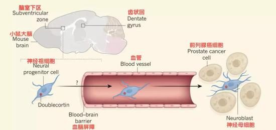 ▲ 神經(jīng)干細胞進入腫瘤流程圖[1]
