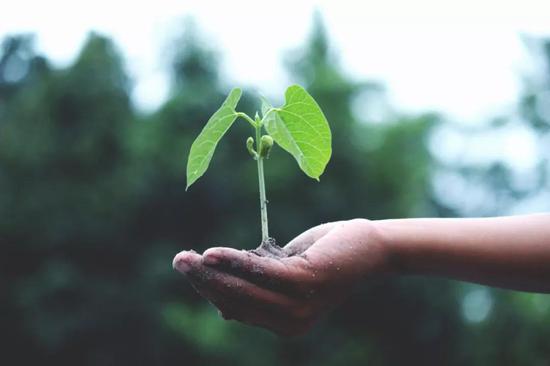 植物比動(dòng)物有更強(qiáng)的替換受損或死亡細(xì)胞的能力。圖片來(lái)源：pexels