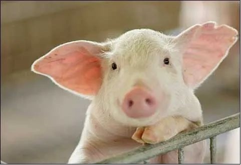 中國用尾氣合成出蛋白質(zhì) 這個(gè)全球首次的技術(shù)為啥還被噴了？